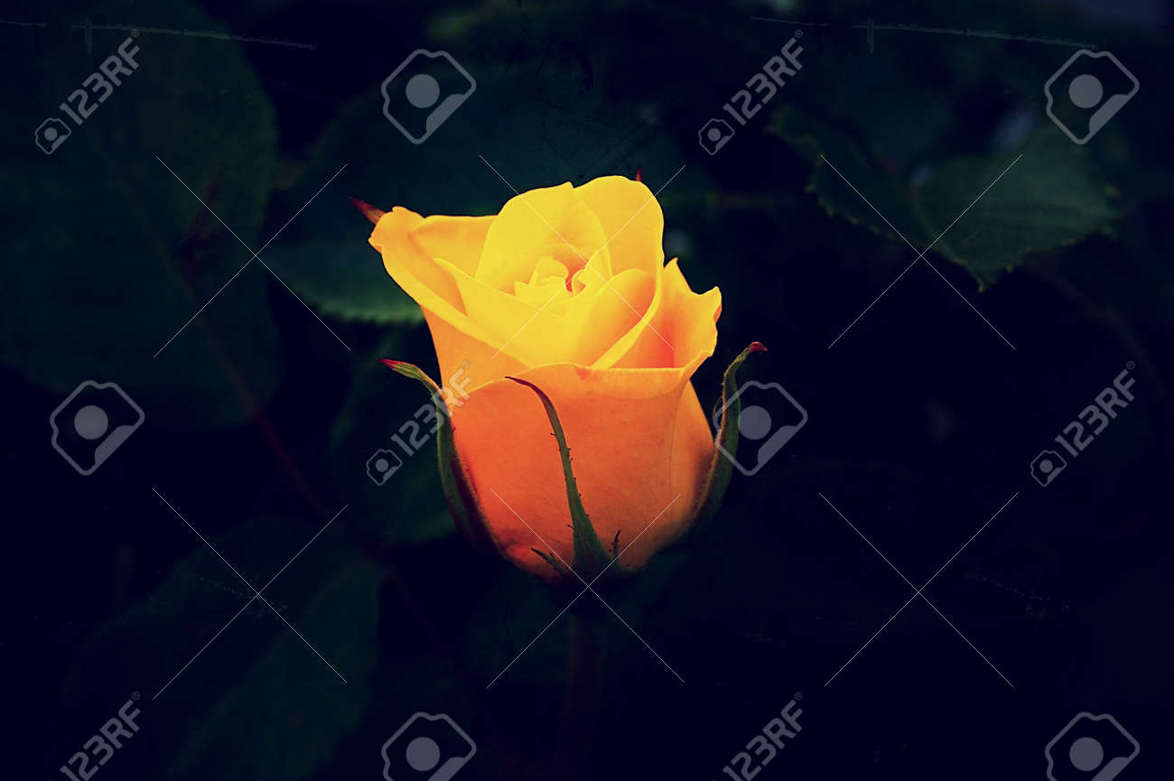 etiam-dictum-ipsum-a-felis