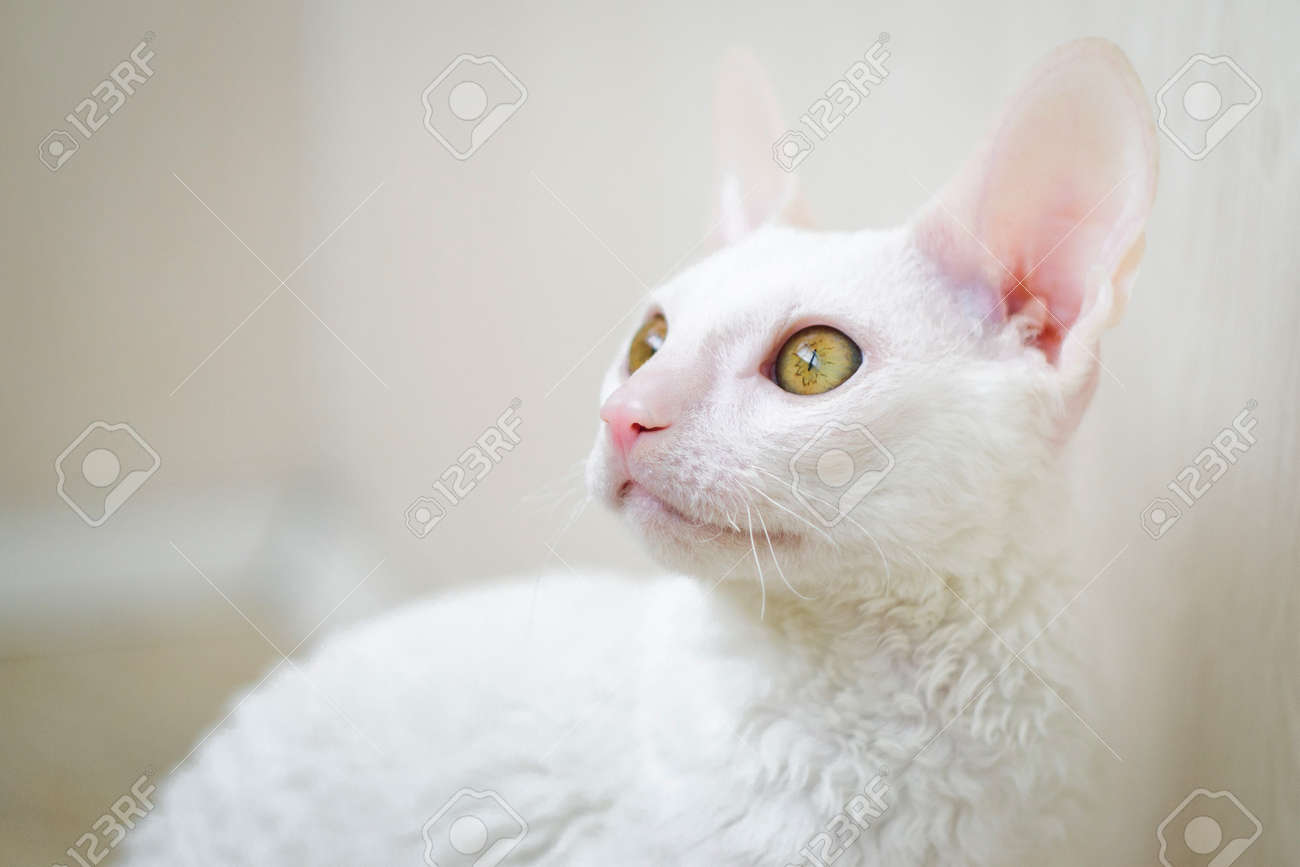 Young White Cornish Rex Cat Looking Left Zdjęcia Royalty Free
