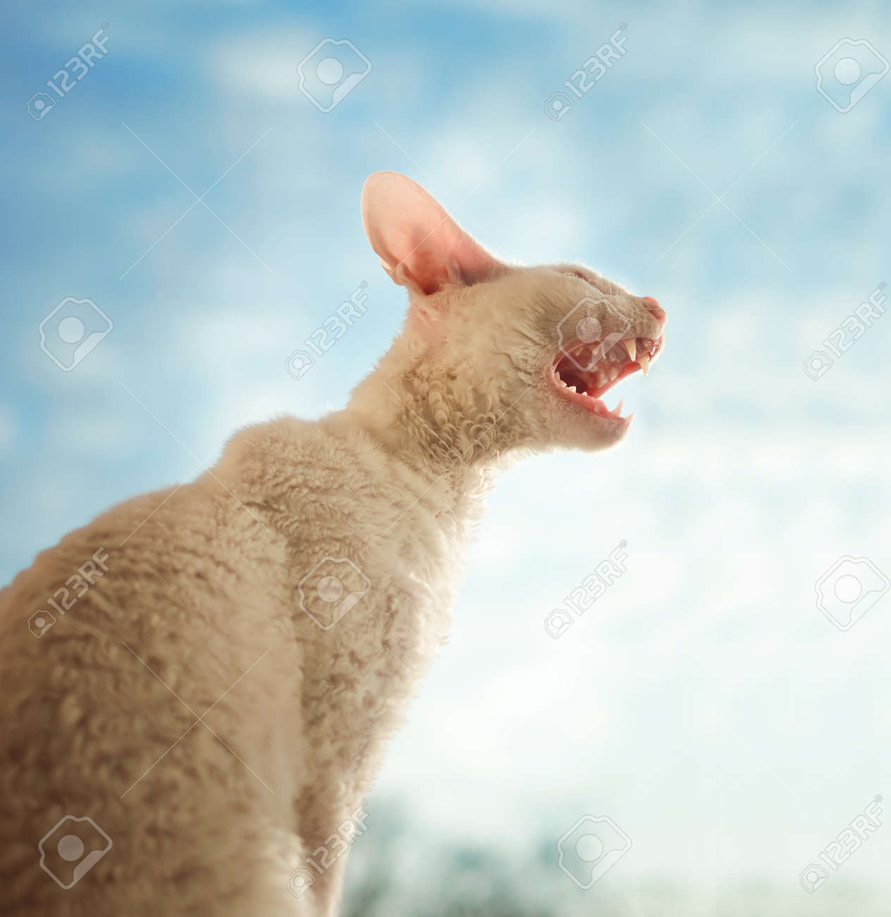 Young Cornish Rex Cat Roaring Zdjęcia Royalty Free Obrazki Obrazy