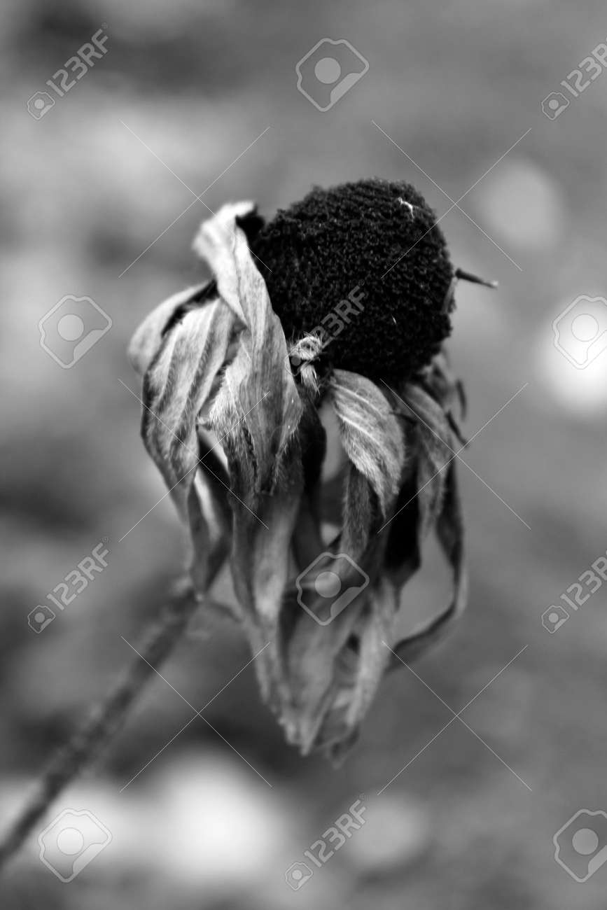 庭の枯れた花 黒と白 の写真素材 画像素材 Image 庭の枯れた花 黒と白 の写真素材 画像素材 Image