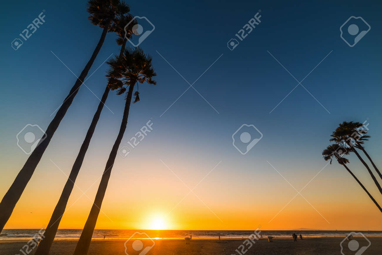 Tall palm trees in Newport Beach at sunset, Orange County. Southern California, USA - 114628880 Tall palm trees in Newport Beach at sunset, Orange County. Southern California, USA - 114628880