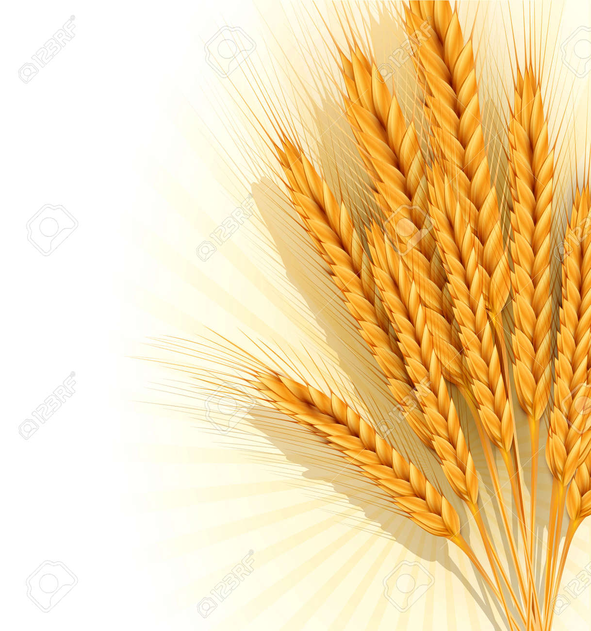 黄金の小麦の耳の束と背景 のイラスト素材 ベクタ Image