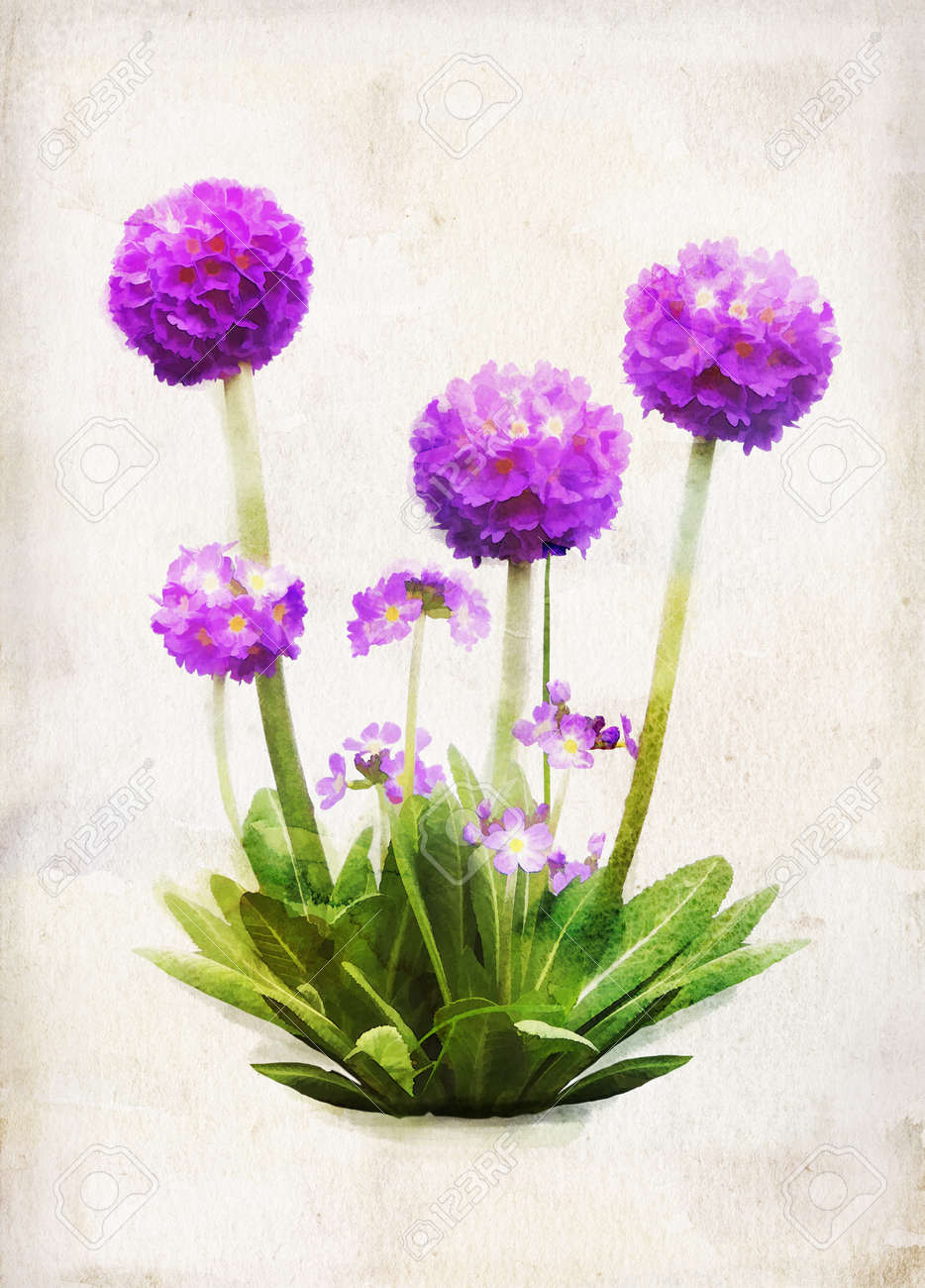 Illustration of watercolor lilac primula on a vintage background - 13642552 Illustration of watercolor lilac primula on a vintage background - 13642552