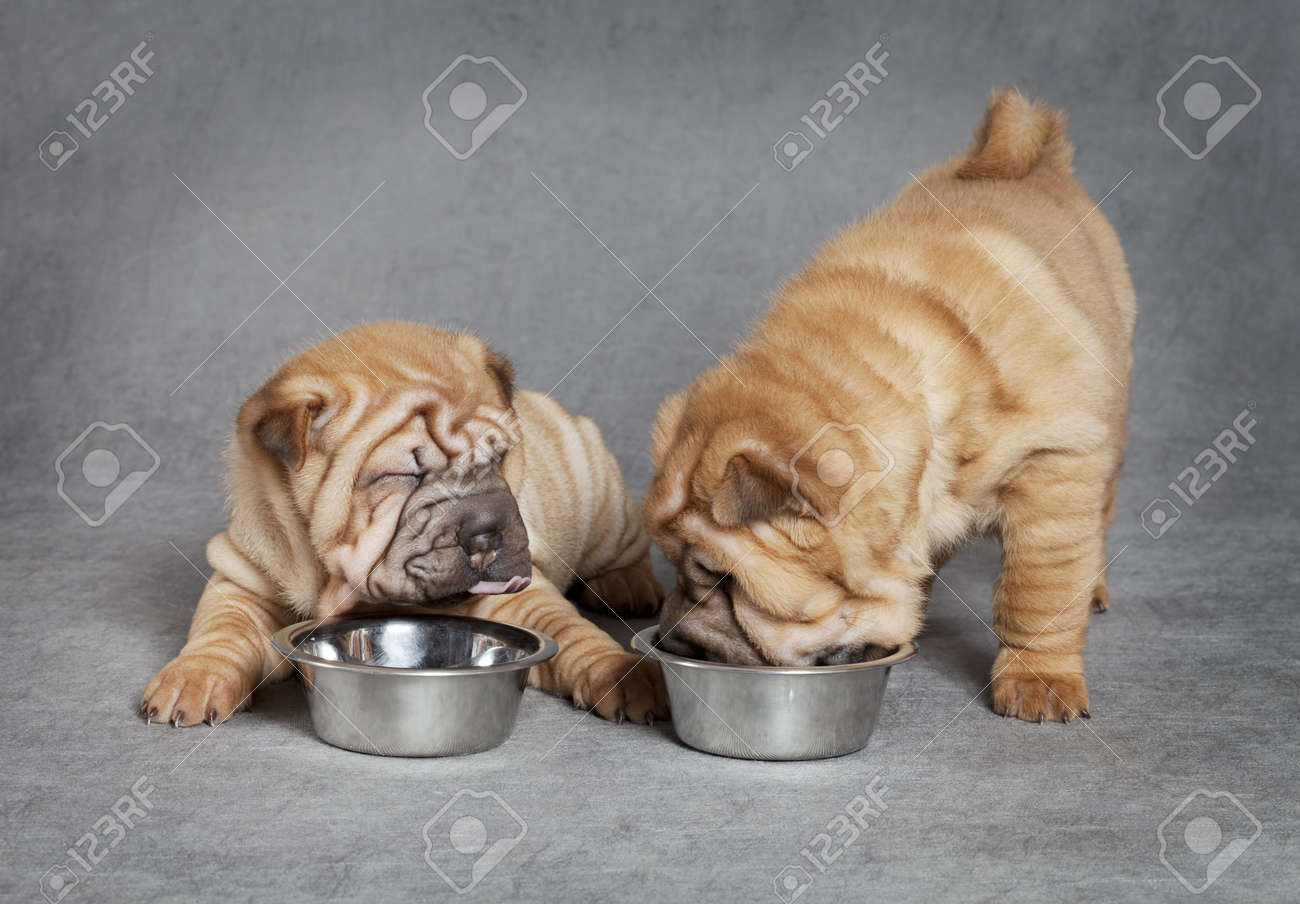 Sharpei puppies eating from food bowl. Horizontally framed shot. - 16931037 Sharpei puppies eating from food bowl. Horizontally framed shot. - 16931037