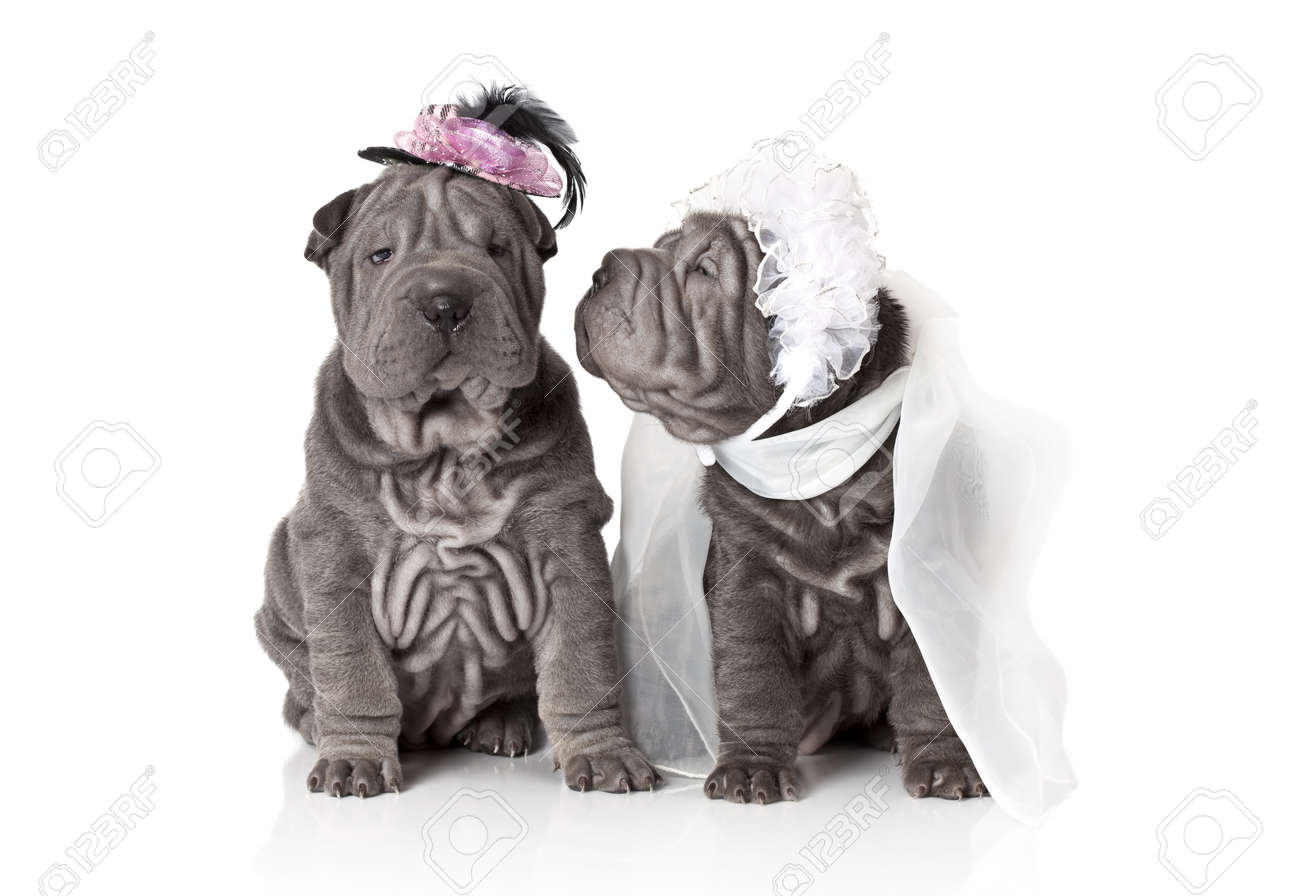 Two sharpei puppy dog dressed in wedding attire, on white background - 17170110 Two sharpei puppy dog dressed in wedding attire, on white background - 17170110