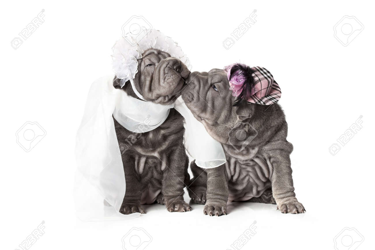 結婚式の服装は 白い背景の上に服を着て 2 つのシャーペイ子犬犬 の写真素材 画像素材 Image 結婚式の服装は 白い背景の上に服を着て 2 つのシャーペイ子犬犬 の写真素材 画像素材 Image