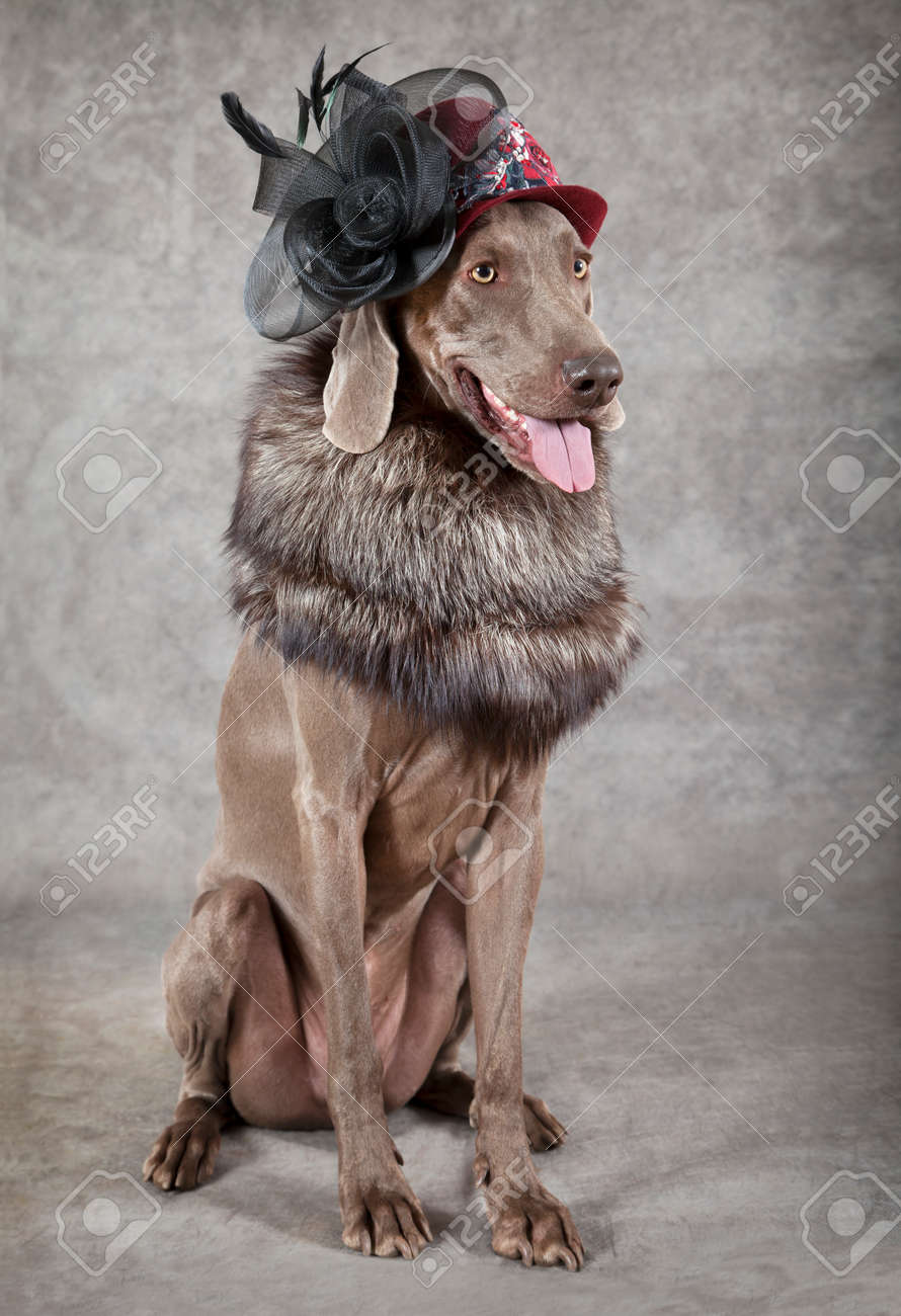 multiple dog leash retractable