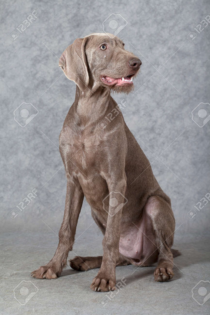 wirehaired slovakian pointer