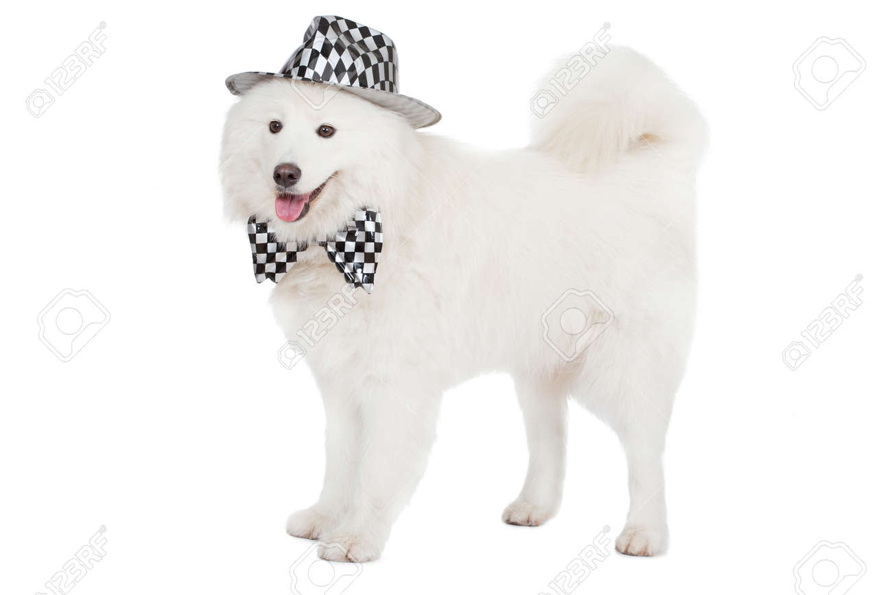 samoyed bow tie