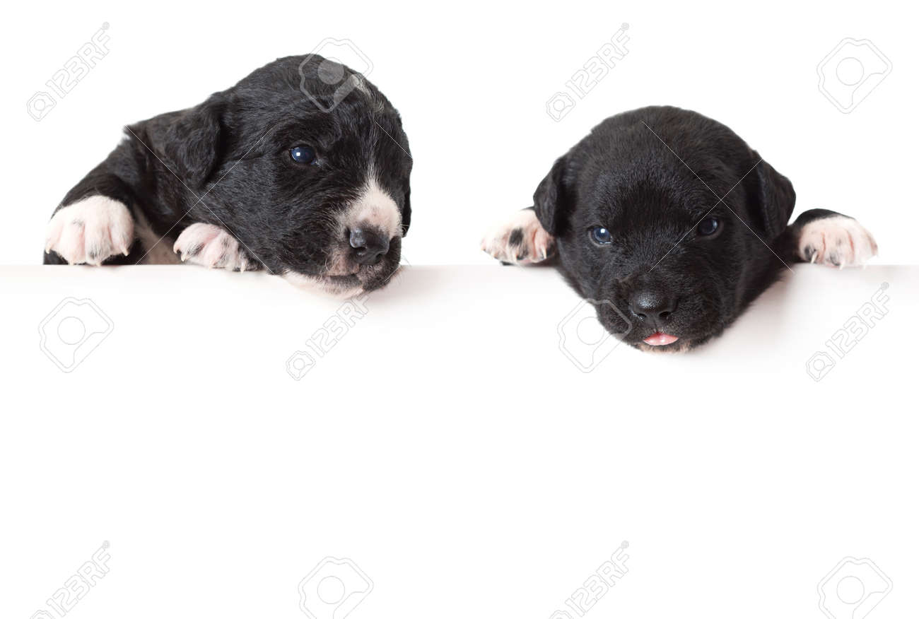 Archivio Fotografico , Cuccioli xoloitzcuintle messicani con bordo di pubblicità in bianco o lo spazio della copia