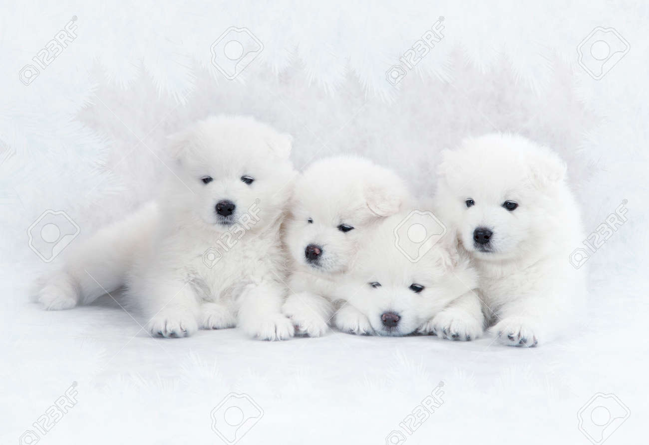 Portrait Of One Month Old Samoyed Puppies Stock Photo Picture And Royalty Free Image Image