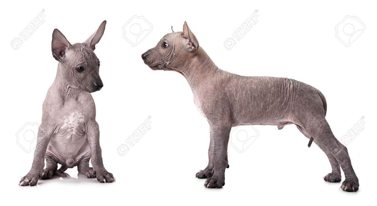 Archivio Fotografico , Un mese e mezzo di età cucciolo xoloitzcuintle. Studio girato su sfondo bianco
