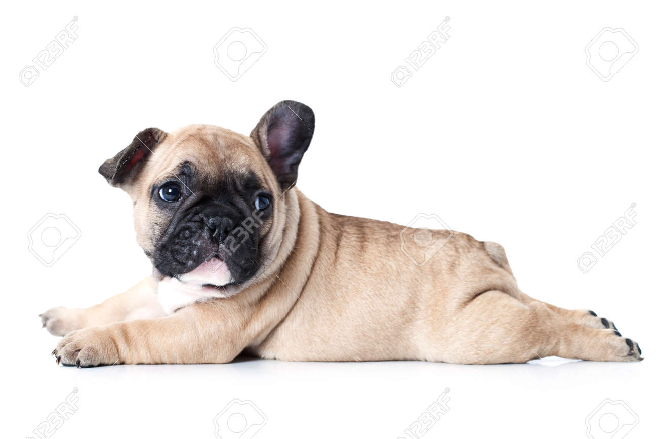 Cute little French bulldog puppy lying on white background and looks up to something - 36332966 Cute little French bulldog puppy lying on white background and looks up to something - 36332966
