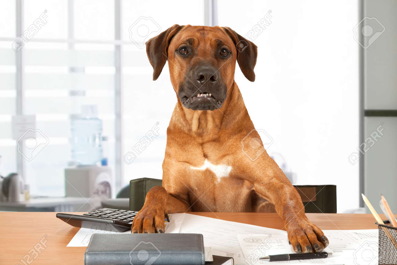 Rhodesian Ridgeback dog sits at a desk as Big Boss - 43296055 Rhodesian Ridgeback dog sits at a desk as Big Boss - 43296055