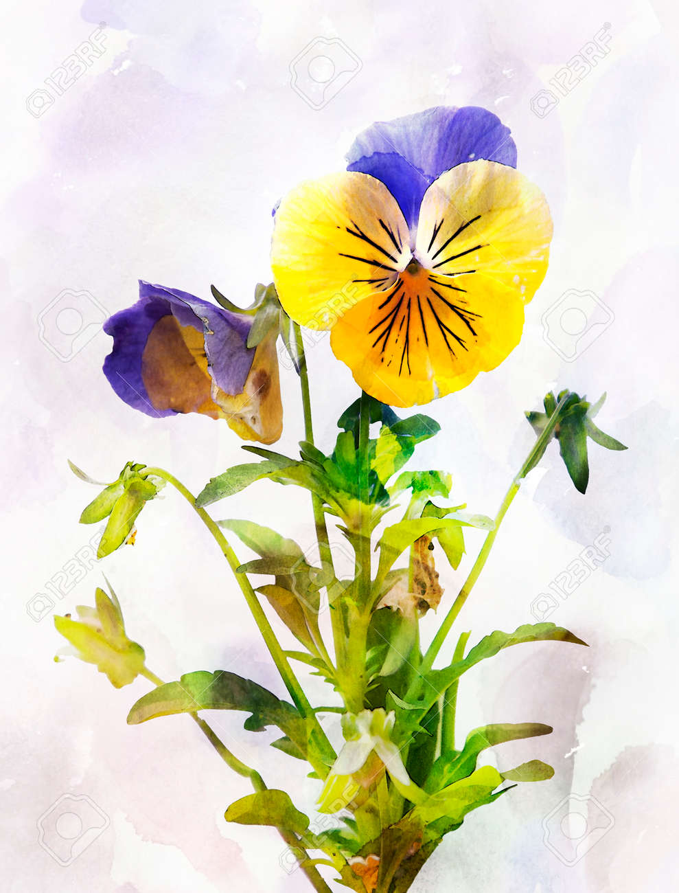 水彩のパンジーの花ビオラの種まきのイラスト 質感を持つ芸術的な水彩画スタイル の写真素材 画像素材 Image