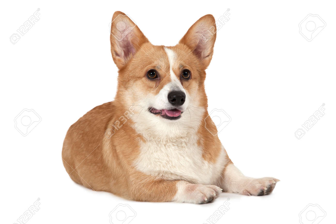 Studio Shot Of Purebred Welsh Corgi Pembroke Dog Isolated On