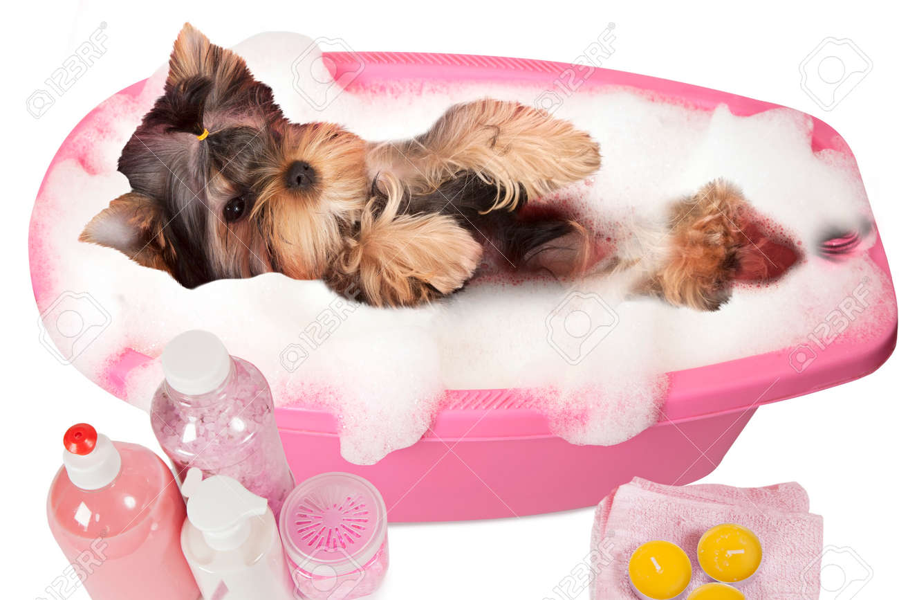 buy miniature bulldog