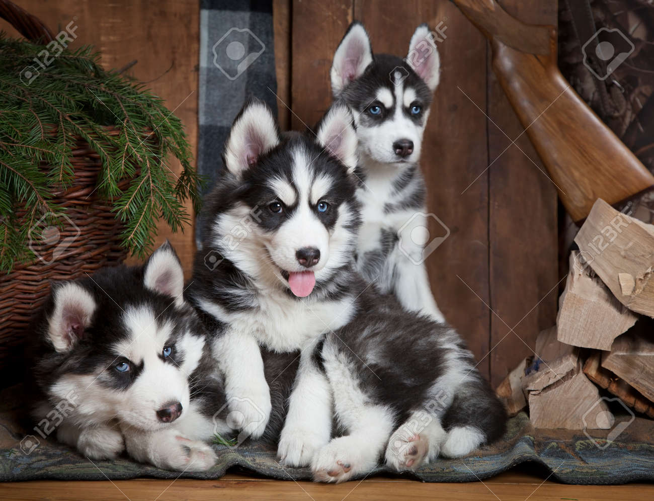 室内でのシベリアン ハスキー犬のかわいい子犬 の写真素材 画像素材 Image