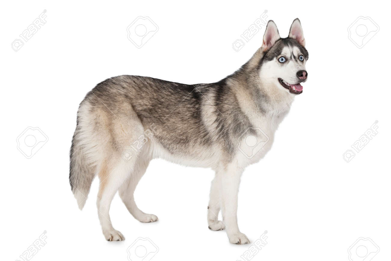 pure siberian husky