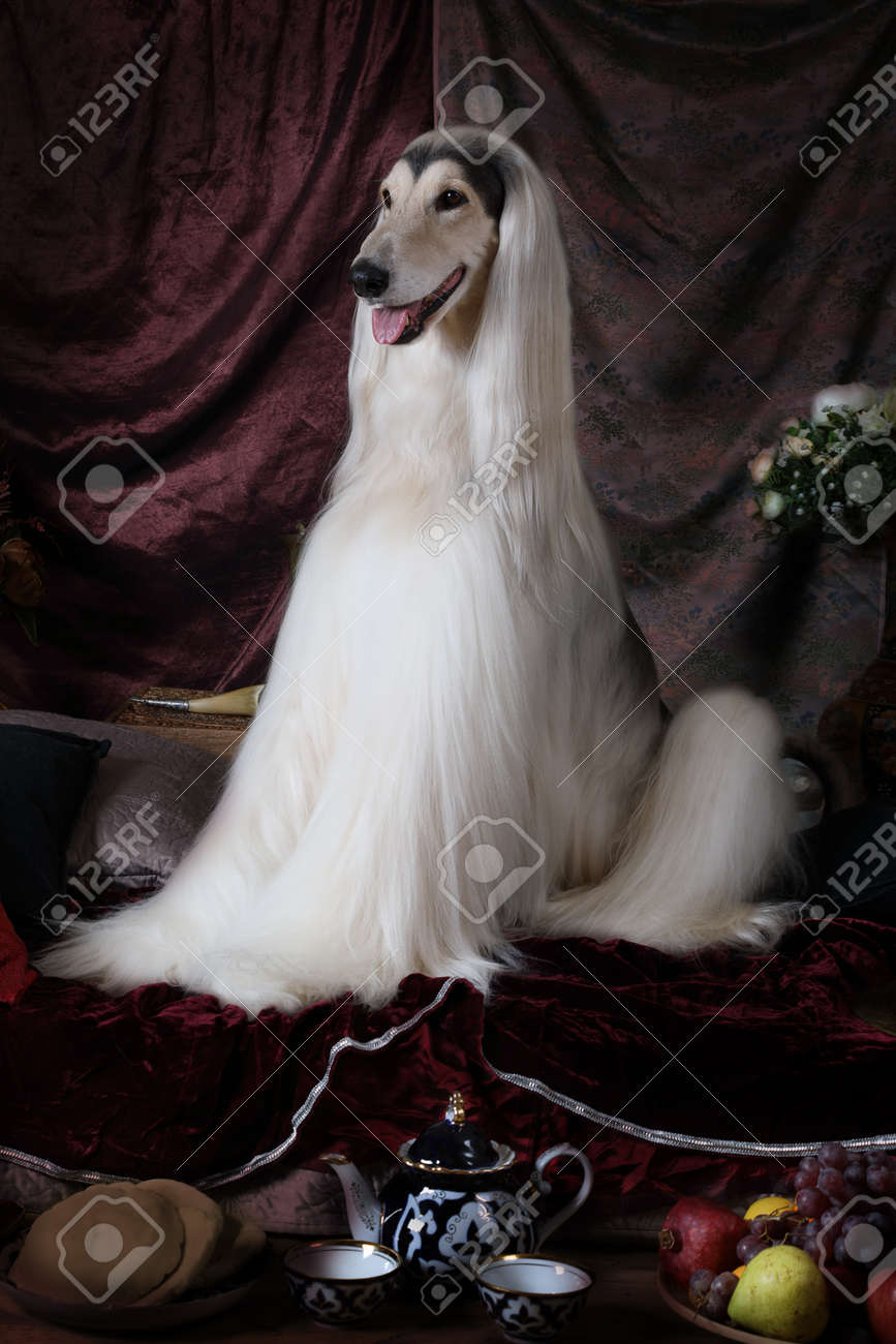 白アフガン ハウンド犬花と果物アラブ スタイルのインテリアのカーペットの上に座って の写真素材 画像素材 Image 白アフガン ハウンド犬花と果物アラブ スタイルのインテリアのカーペットの上に座って の写真素材 画像素材 Image