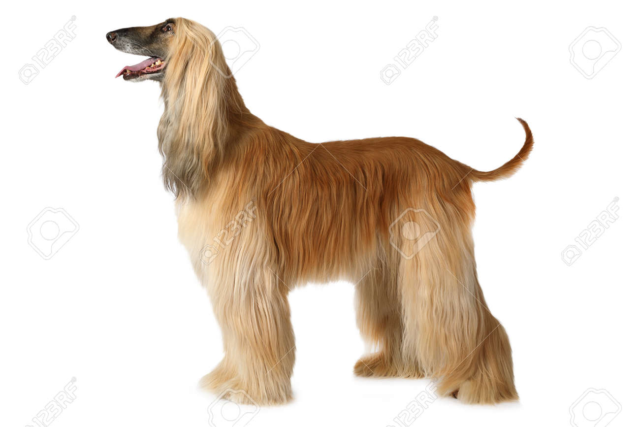 Thoroughbred Afghan hound dog standing in show position isolated on white background - 71156064 Thoroughbred Afghan hound dog standing in show position isolated on white background - 71156064