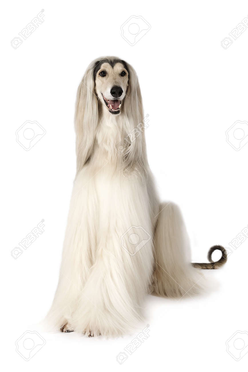 White Afghan hound dog (eight years old) sitting on white background - 70944524 White Afghan hound dog (eight years old) sitting on white background - 70944524