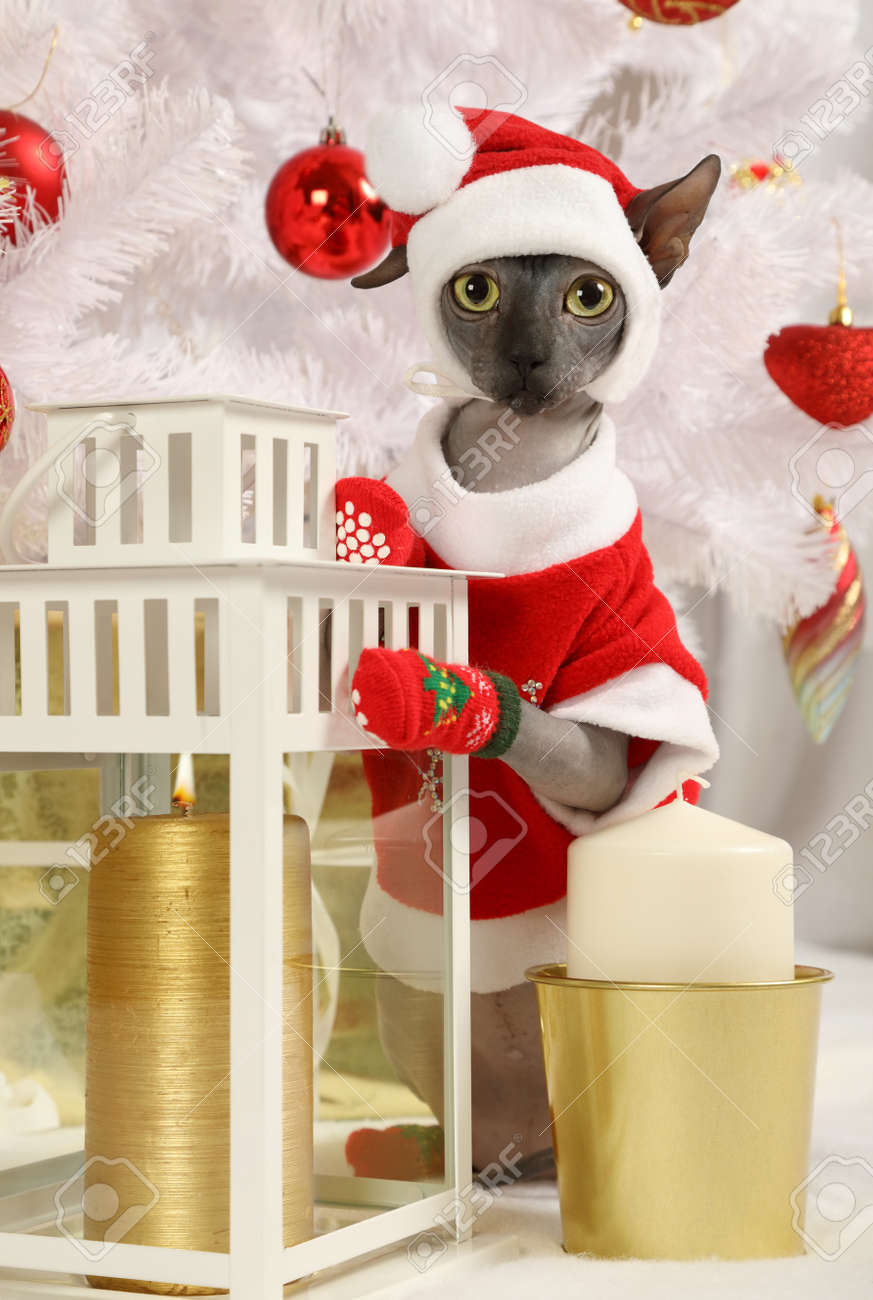 Portrait de Don Sphinx chat habillé dans un costume de Noël sur le fond des arbres de Noël