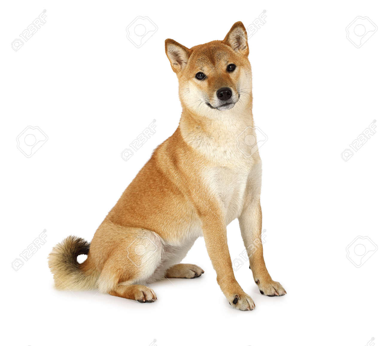 Shiba Inu Chien De Race Pure Isole Sur Fond Blanc Banque D Images Et Photos Libres De Droits Image 9608