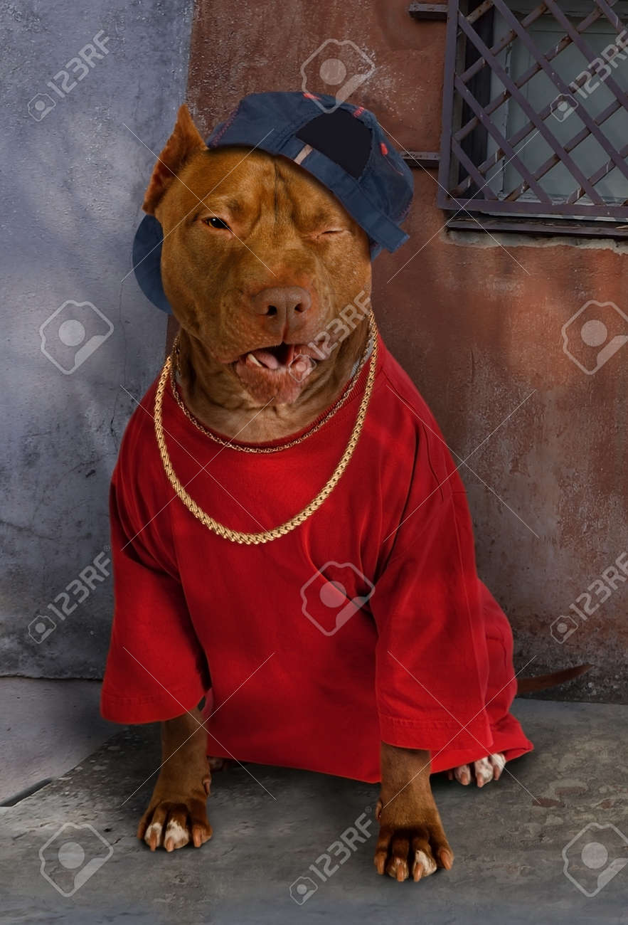 pitbull with gold chain