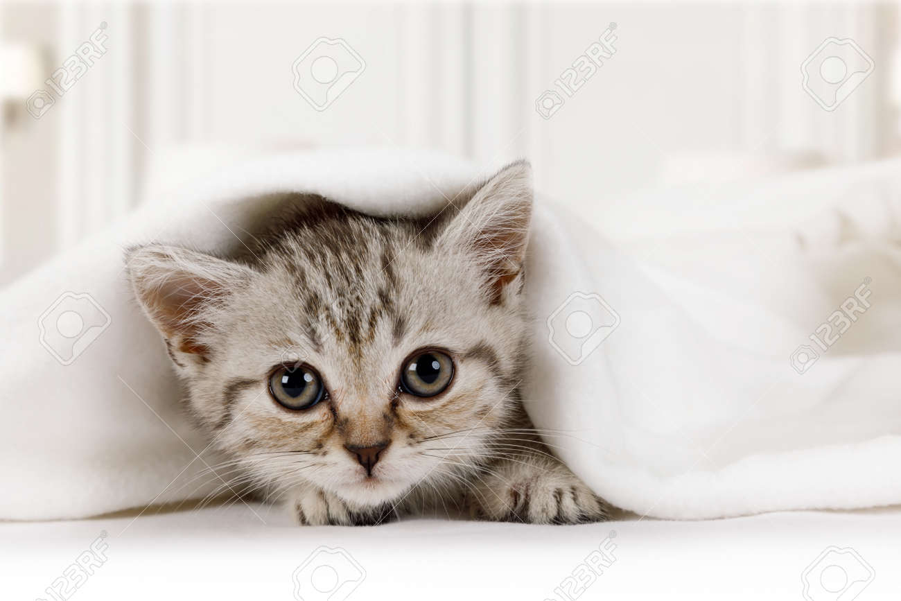 kitten under bed