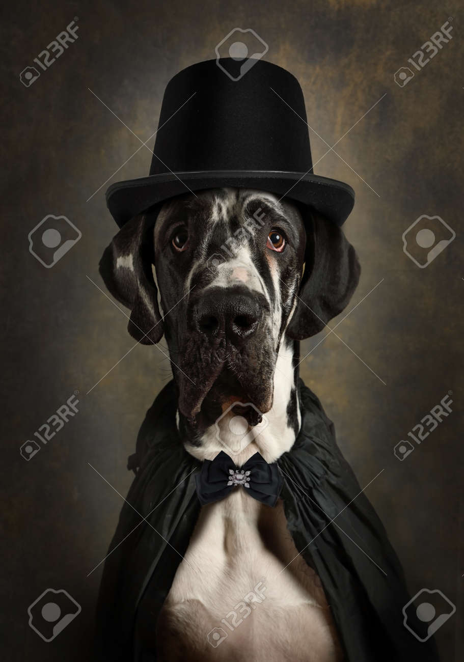 great dane dressed up