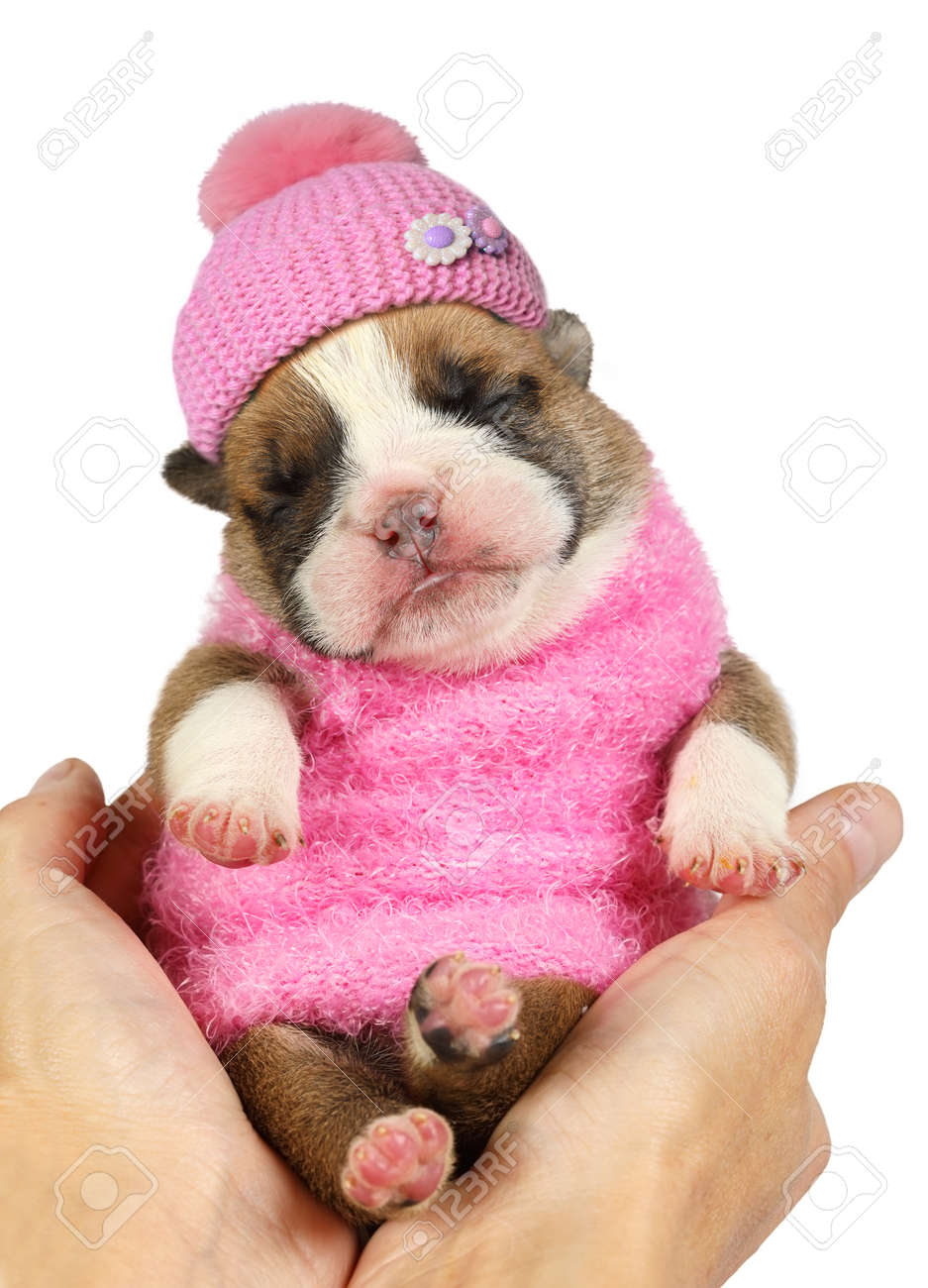 Small Newborn English Bulldog Puppy In Pink Clothes And A Cap Sleeps On Female Hands Isolated On A White Background Stock Photo Picture And Royalty Free Image Image 158976820
