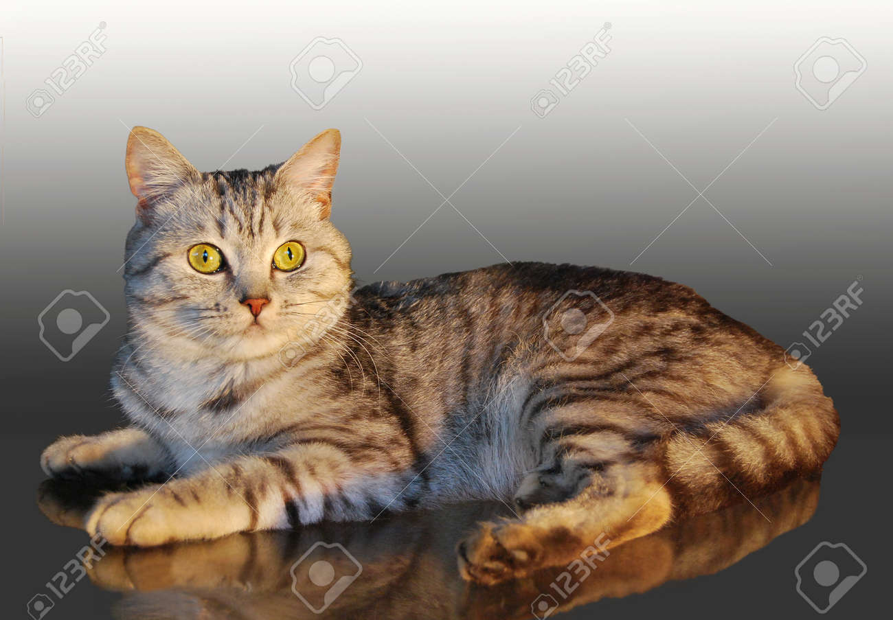 Un Beau Chat Dune Race écossaise Une Couleur Rayée Et Argentée Aux Yeux Jaunes Repose Sur Un Fond Gris