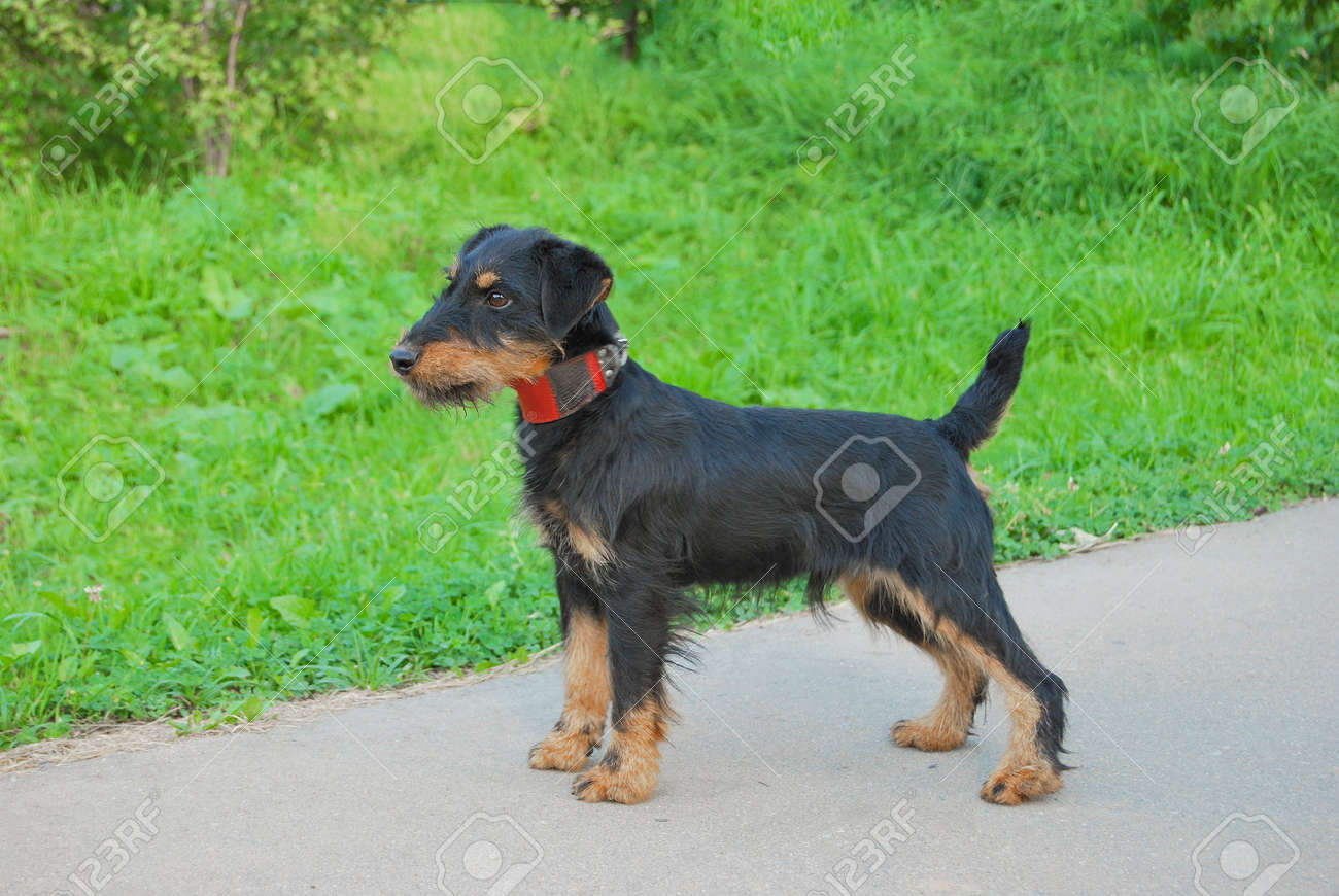 german terrier