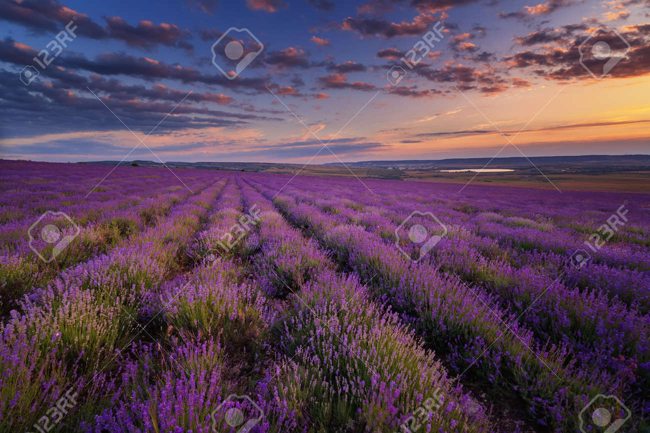 Lavender field under blue sky with clouds on sunset - 30493498 Lavender field under blue sky with clouds on sunset - 30493498