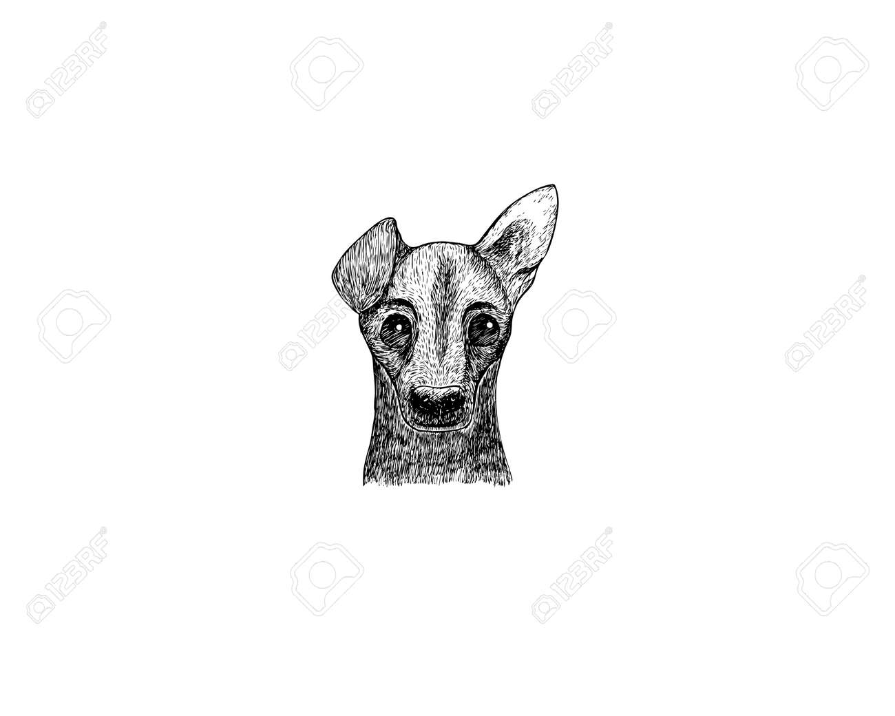 Dessin Illustration De Jack Russel Race Chien Dessin Animé Crayon Charcoal Sur Papier Art Et Pastel Noir Croquis Blanc Fond