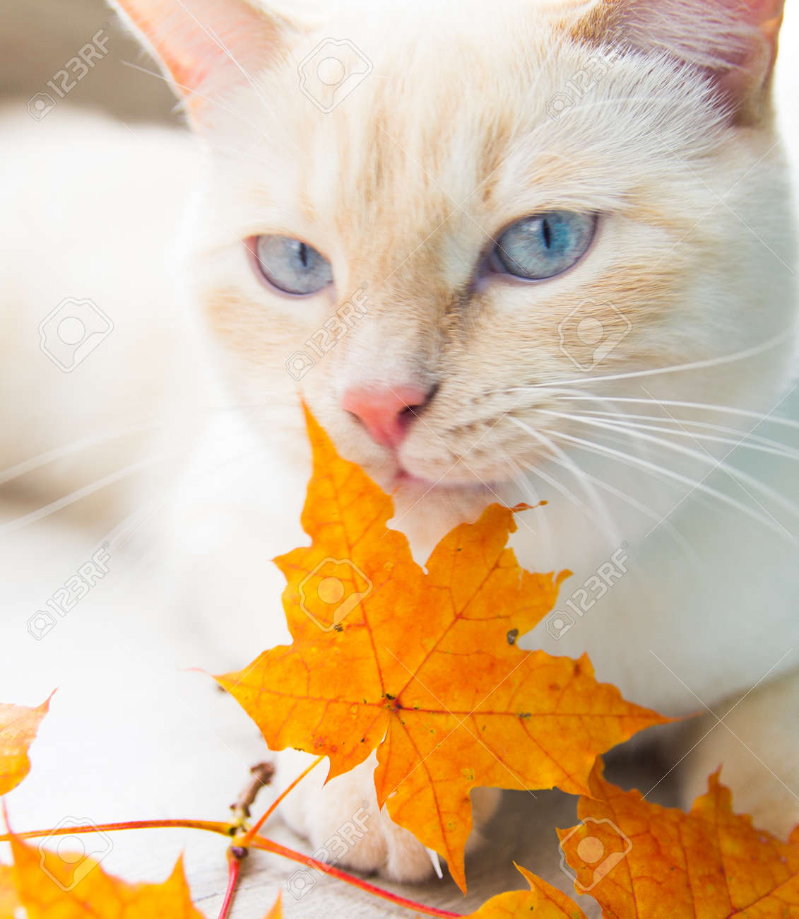 Chat Jouant Avec Des Feuilles D Automne Est Tres Drole Banque D Images Et Photos Libres De Droits Image