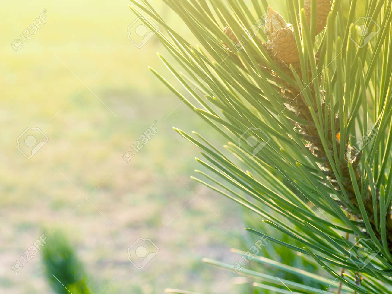 Green Pine Needles Pine Needles Close Up As A Natural Background Stock Photo Picture And Royalty Free Image Image 157585761