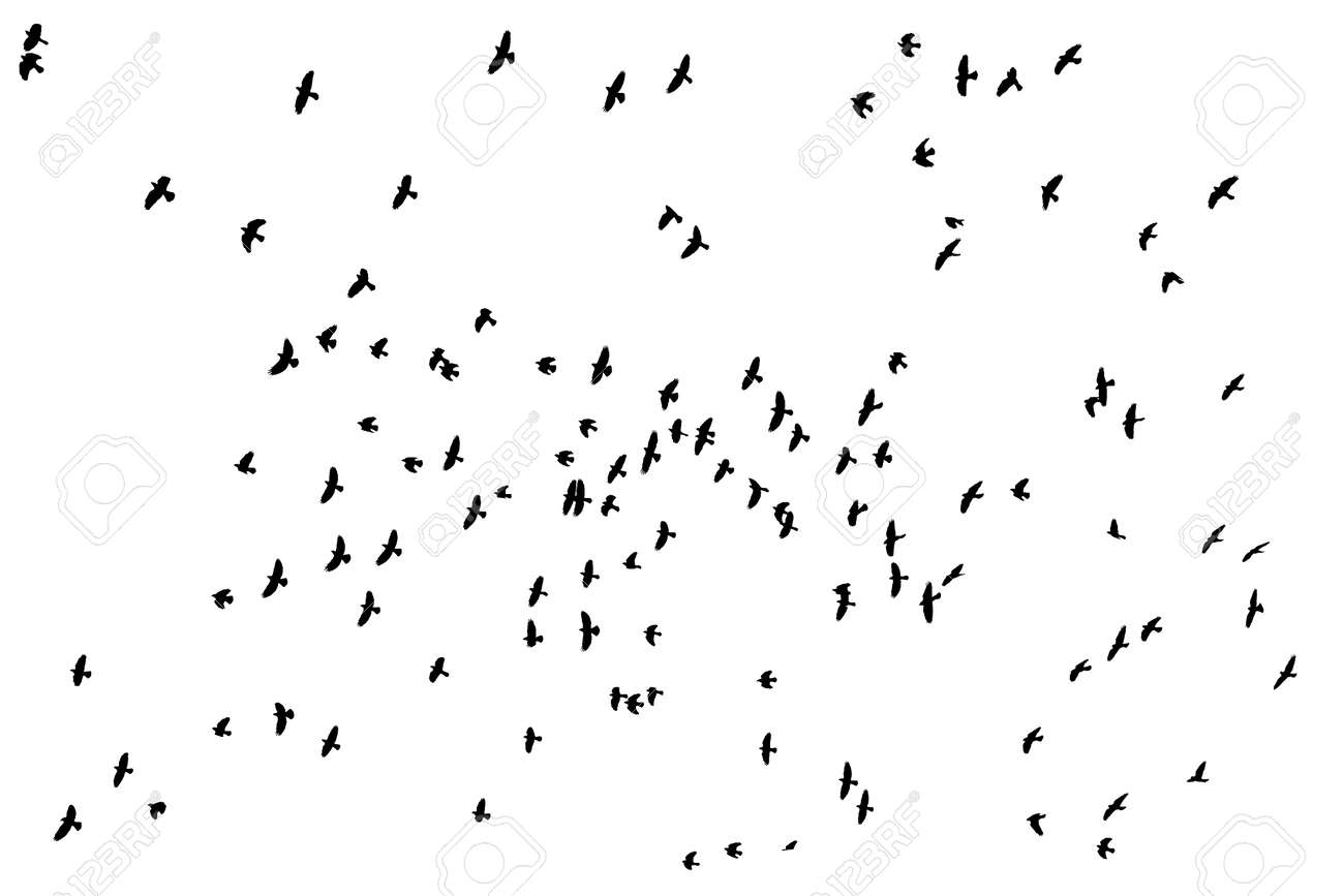 Flock of birds silhouette over white - 2941076 Flock of birds silhouette over white - 2941076