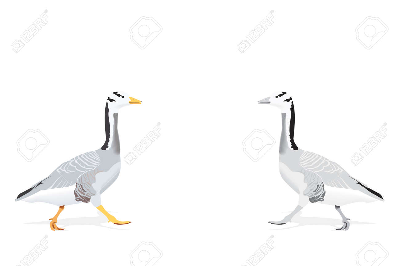 Goose Indien Considéré Comme Un Des Oiseaux Plus Hauts Vol Deux Versions De Couleur