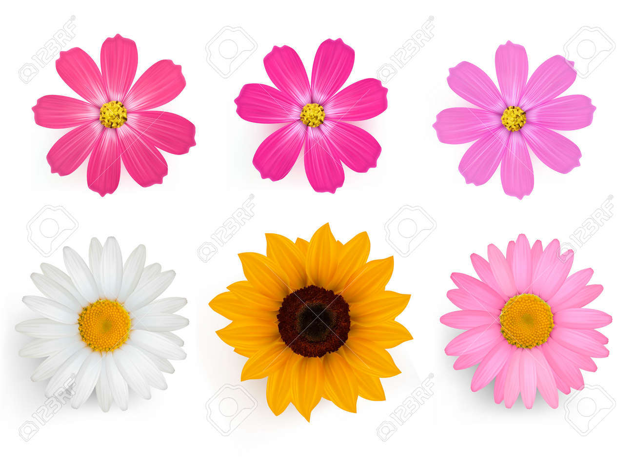 美しいガーバー デイジーの花を持つコレクションを残します ベクトル のイラスト素材 ベクタ Image 美しいガーバー デイジーの花を持つコレクションを残します ベクトル のイラスト素材 ベクタ Image