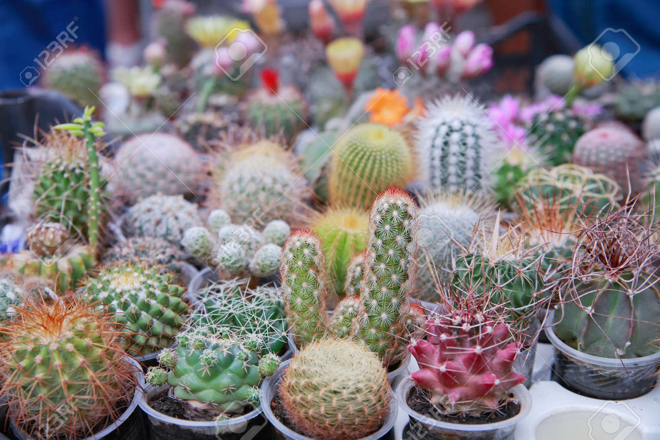 屋外の鍋でさまざまな種類の花サボテン の写真素材 画像素材 Image 屋外の鍋でさまざまな種類の花サボテン の写真素材 画像素材 Image