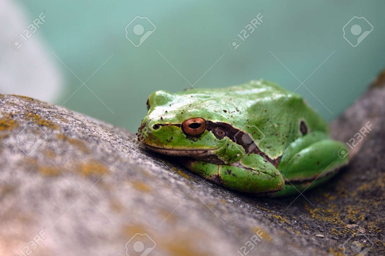 etiam-dictum-ipsum-a-felis