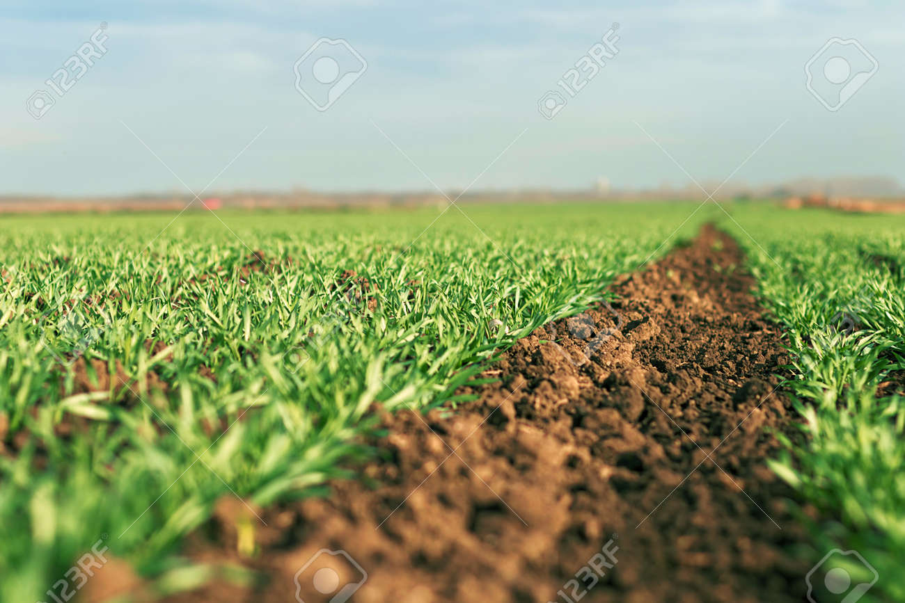 Young green wheat growing in soil. Young wheat seedlings growing in a field. - 66011498 Young green wheat growing in soil. Young wheat seedlings growing in a field. - 66011498