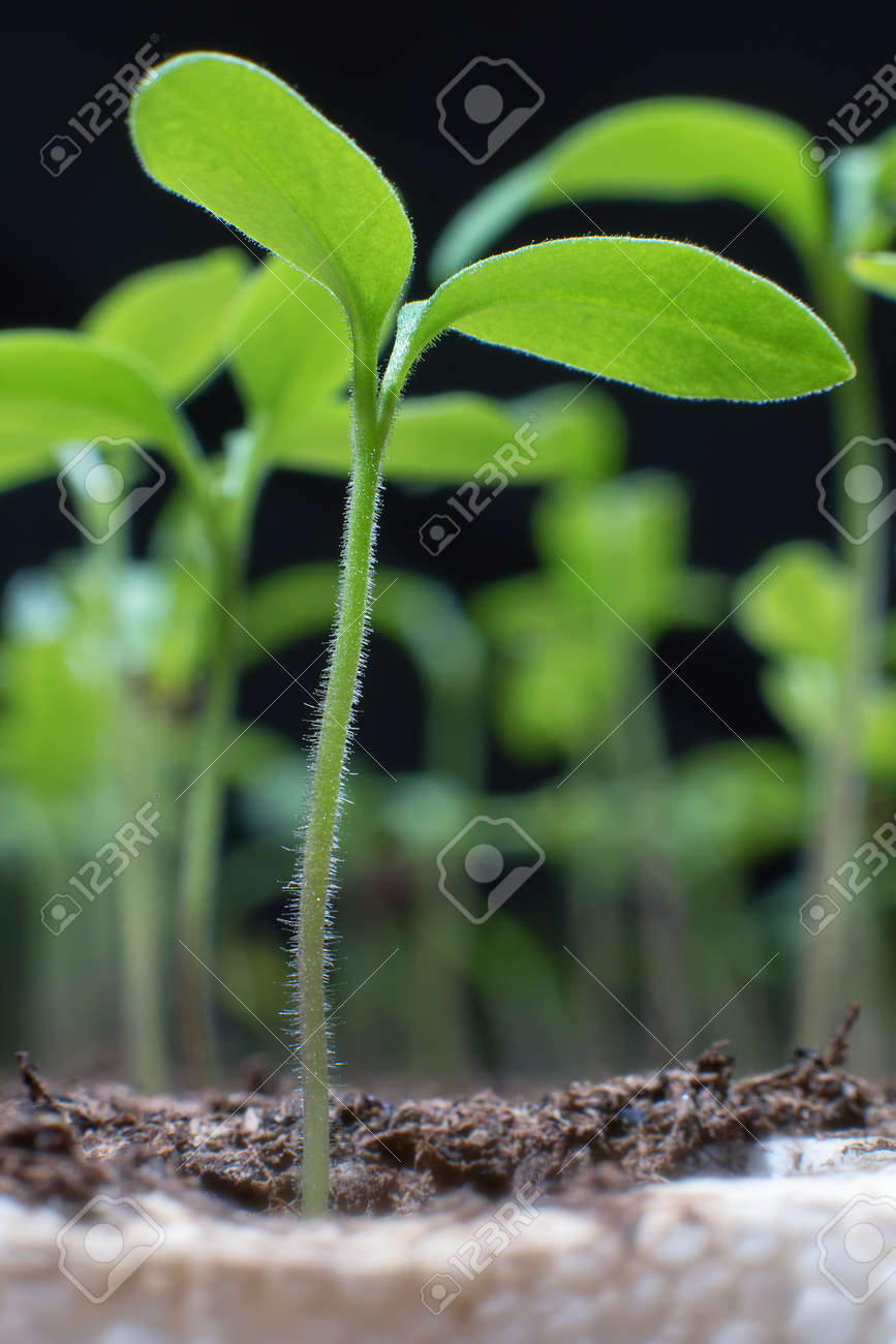 Young seedlings in springtime, Closeup. - 71383587 Young seedlings in springtime, Closeup. - 71383587