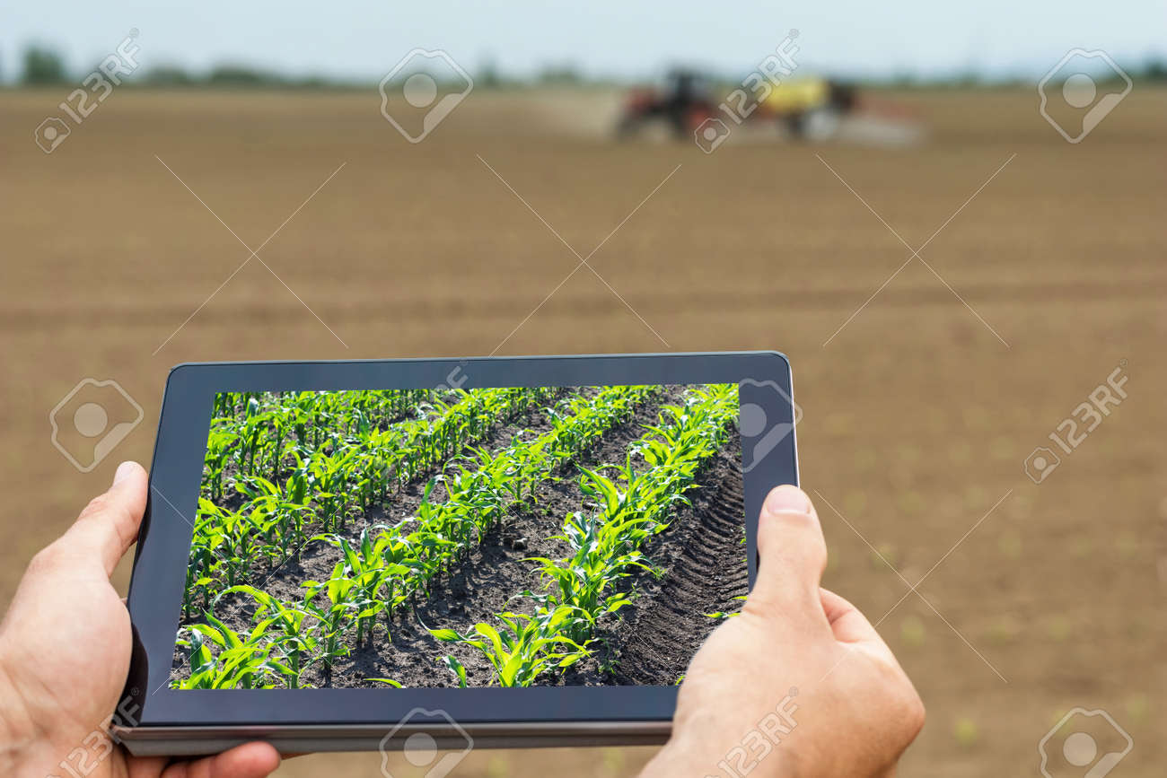 Smart agriculture. Farmer using tablet corn planting. Modern Agriculture concept. - 77300435 Smart agriculture. Farmer using tablet corn planting. Modern Agriculture concept. - 77300435