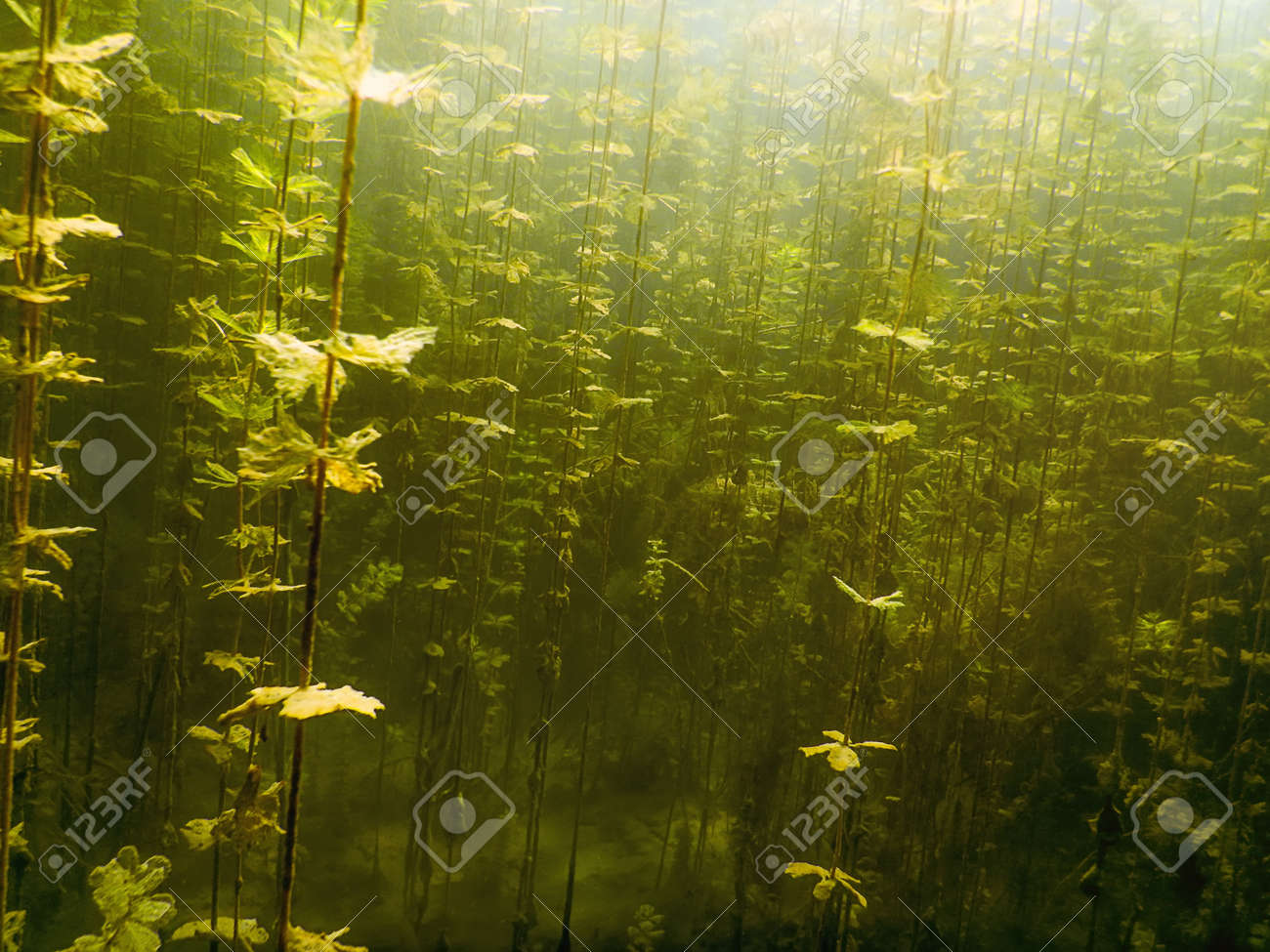 Underwater Flora. Underwater Plants Rivers, Lakes, Pond. Stock Photo,  Picture and Royalty Free Image. Image 85201717., image size:1300x975