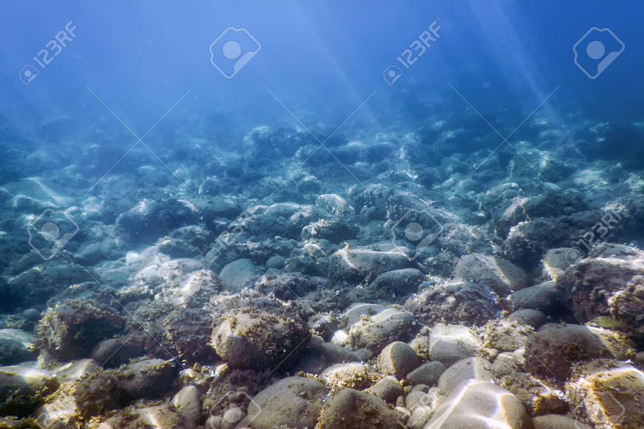 Sea Life Underwater rocks Sunlight, Underwater Life. - 106034137 Sea Life Underwater rocks Sunlight, Underwater Life. - 106034137