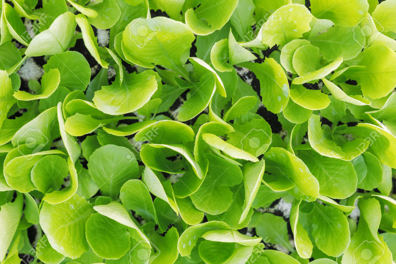 Lettuce seedlings, Green lettuce plants vegetable background. Lettuce farm - 110291910 Lettuce seedlings, Green lettuce plants vegetable background. Lettuce farm - 110291910