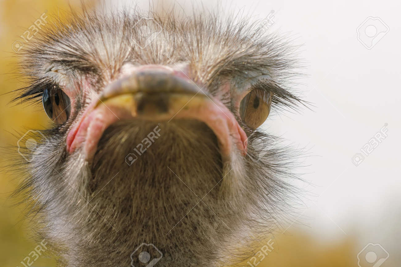 Ostrich Close up portrait, Close up ostrich head (Struthio camelus) - 111826546 Ostrich Close up portrait, Close up ostrich head (Struthio camelus) - 111826546